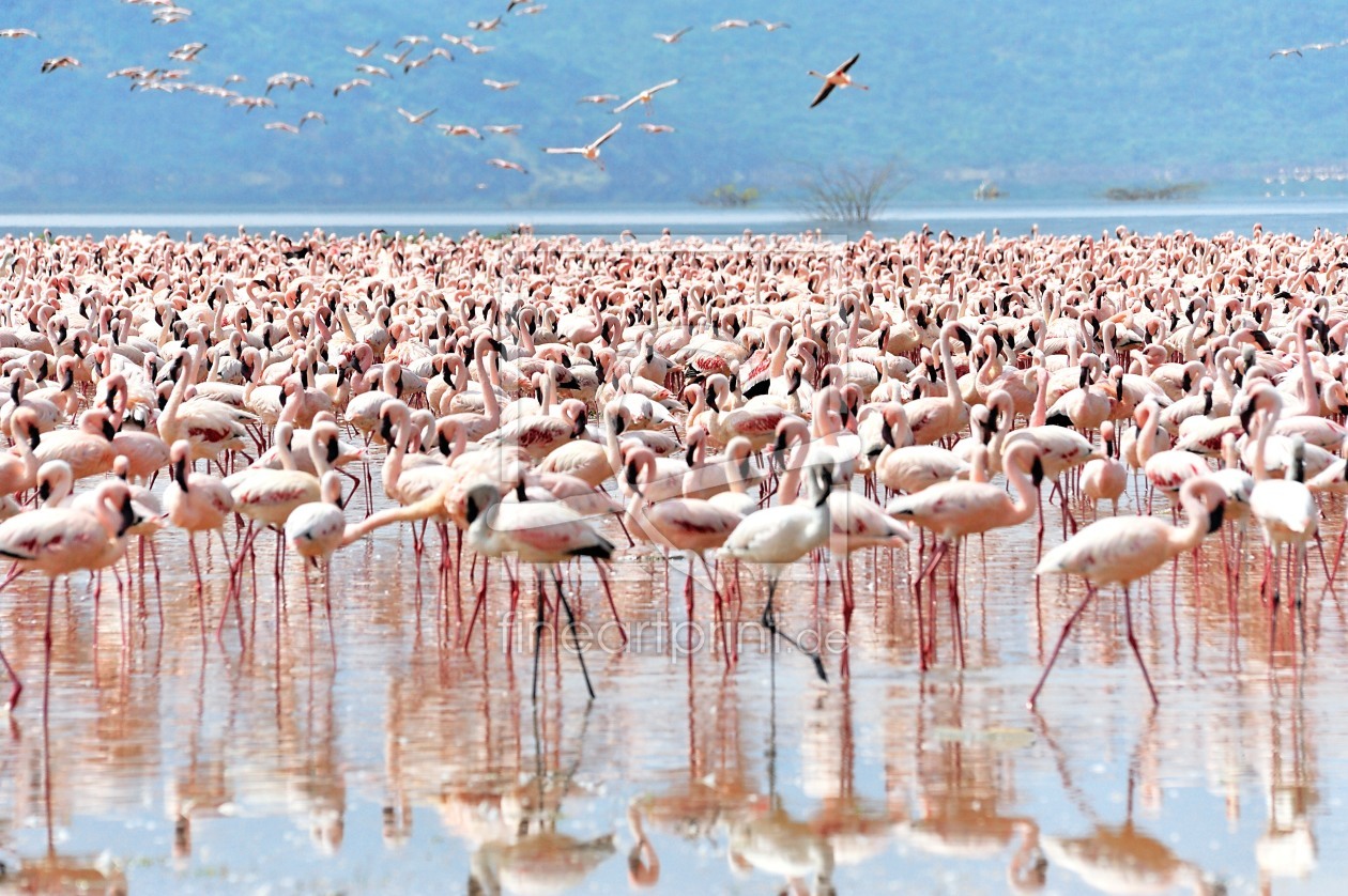 Bild-Nr.: 11203380 Flamingos am See erstellt von KundenNr-160338