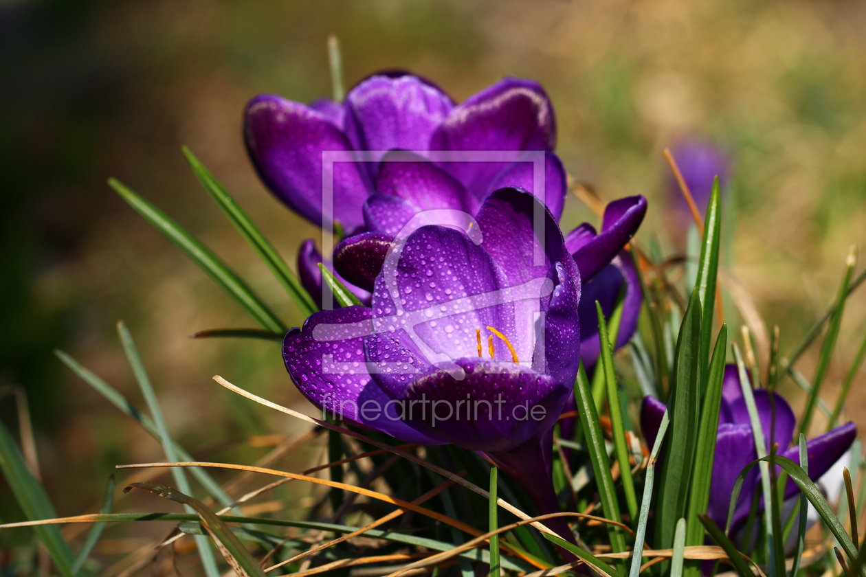 Bild-Nr.: 11204296 Krokus erstellt von Heike Hultsch