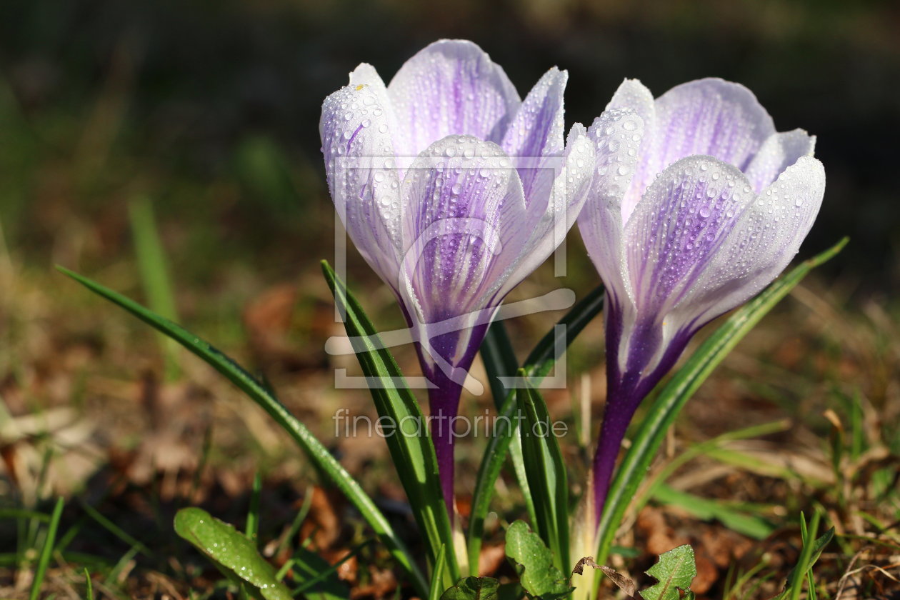 Bild-Nr.: 11204300 Krokus erstellt von Heike Hultsch