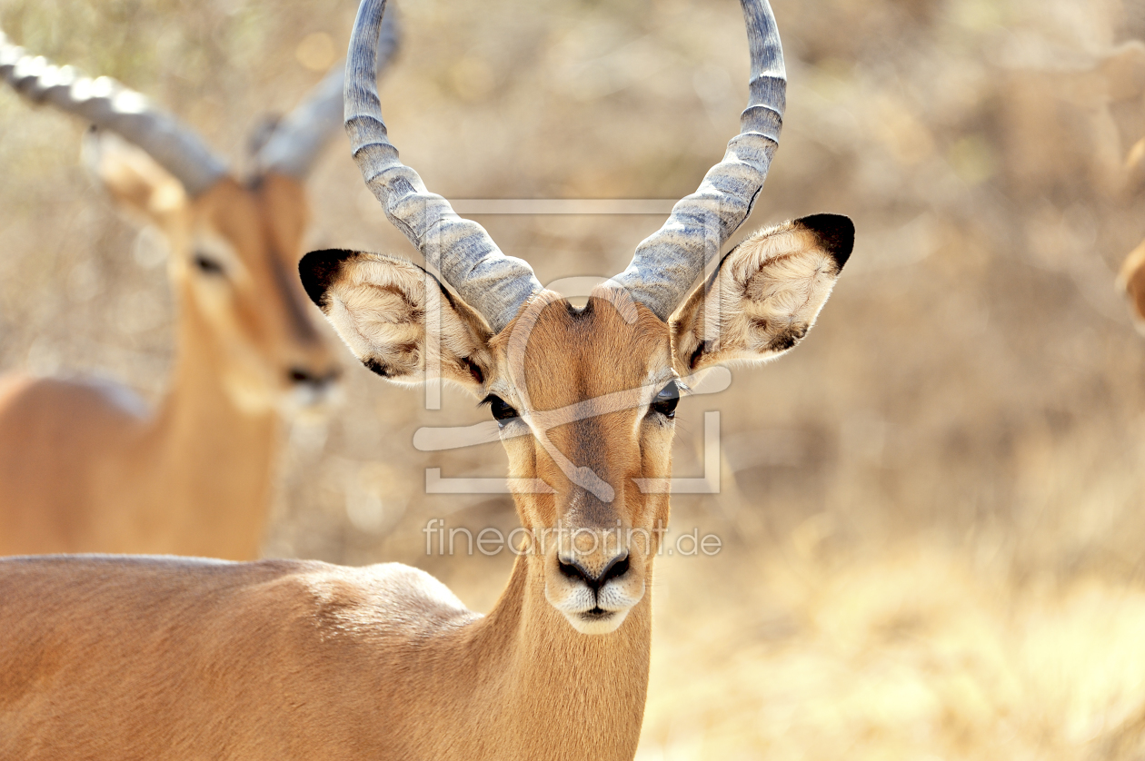 Bild-Nr.: 11204382 Gesicht einer Impala Antilope erstellt von KundenNr-160338