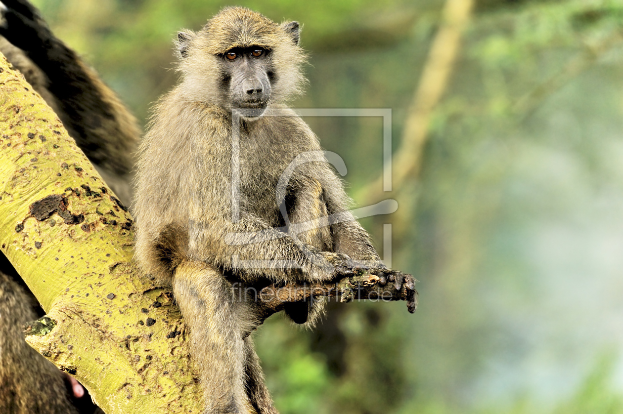 Bild-Nr.: 11204396  Lustiger Pavian erstellt von KundenNr-160338