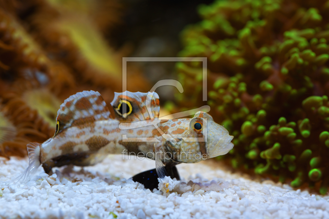 Bild-Nr.: 11204770 Krabbenaugengrundel - Signigobius biocellatus erstellt von Thomas Herzog