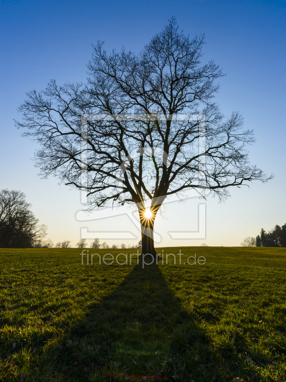 Bild-Nr.: 11204872 SONNENBAUM erstellt von DenisFeiner