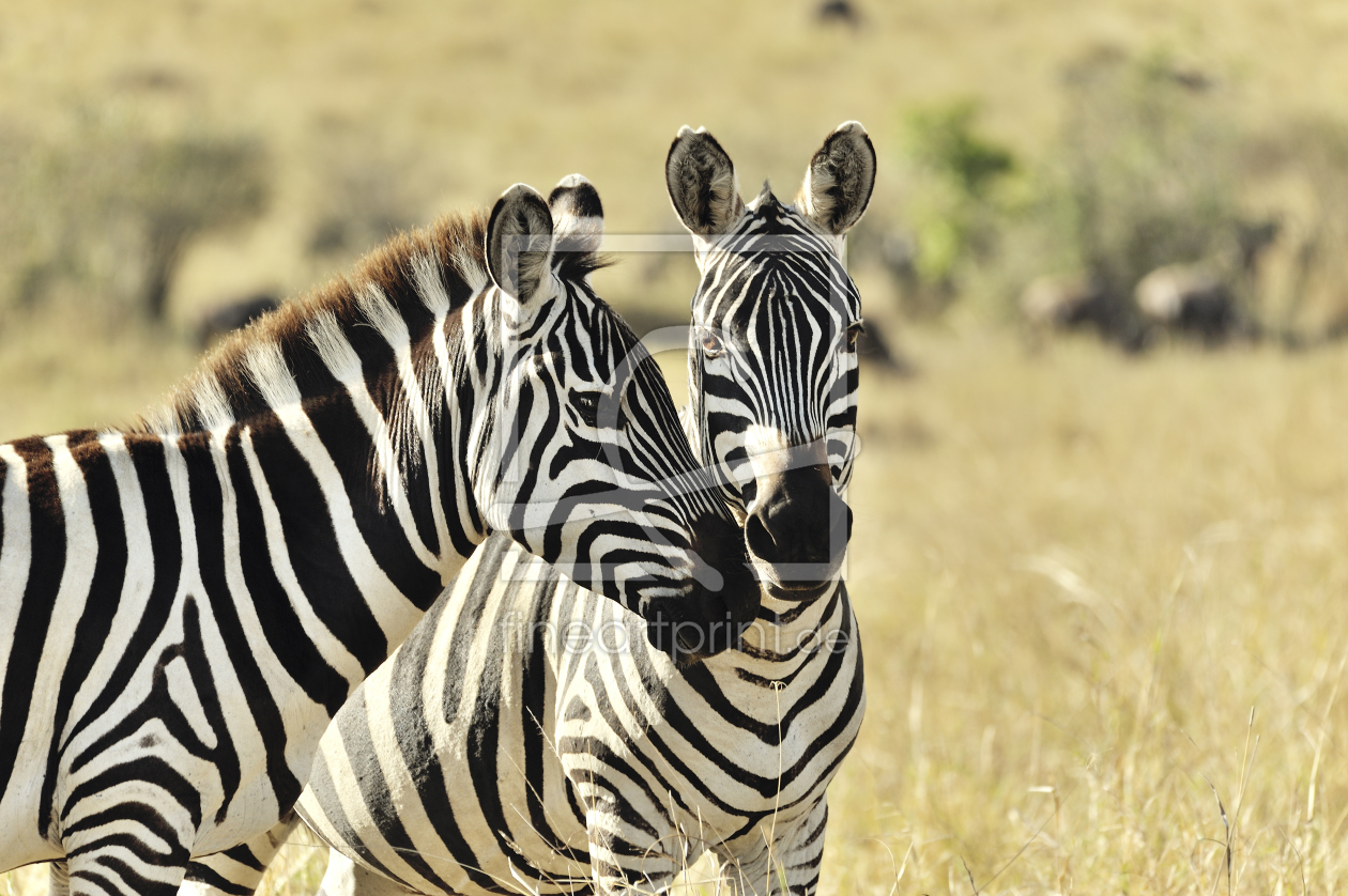 Bild-Nr.: 11204958 Zebras beim Flirt erstellt von KundenNr-160338