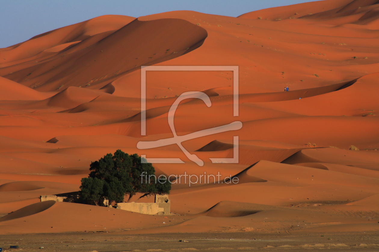 Bild-Nr.: 11205030 Die Wüste lebt 01 erstellt von travelandart