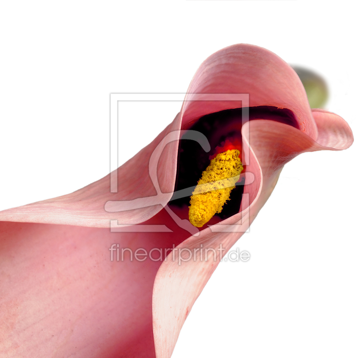 Bild-Nr.: 11205400 Calla-Curves 1 erstellt von Rolf Eschbach