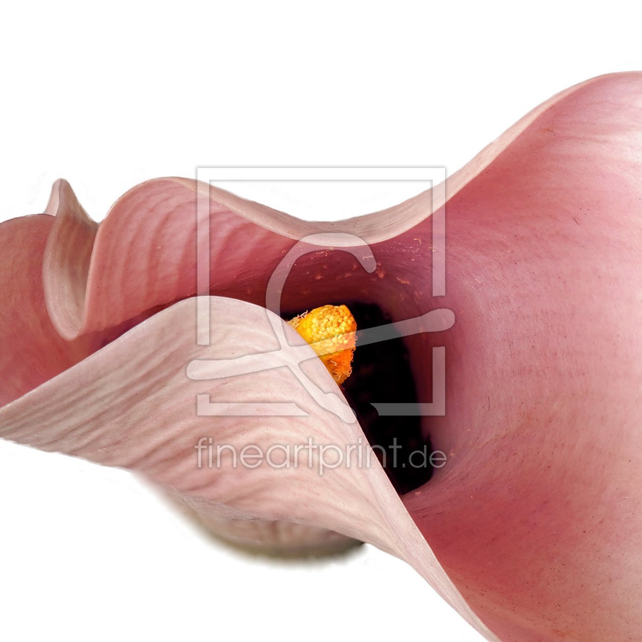 Bild-Nr.: 11205404 Calla-Curves 2 erstellt von Rolf Eschbach