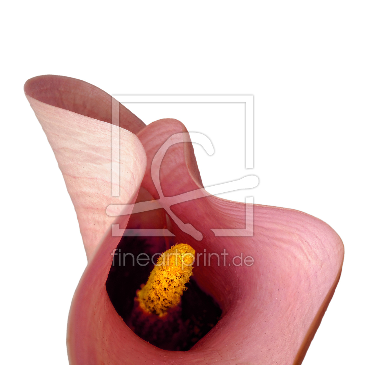 Bild-Nr.: 11205408 Calla-Curves 3 erstellt von Rolf Eschbach