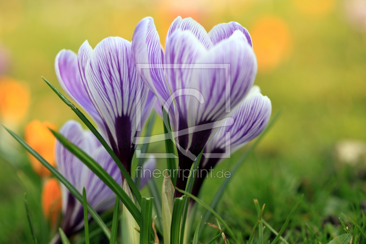Bild-Nr.: 11205554 Frühlings-Krokus Crocus vernus ssp. albiflorus erstellt von Renate Knapp
