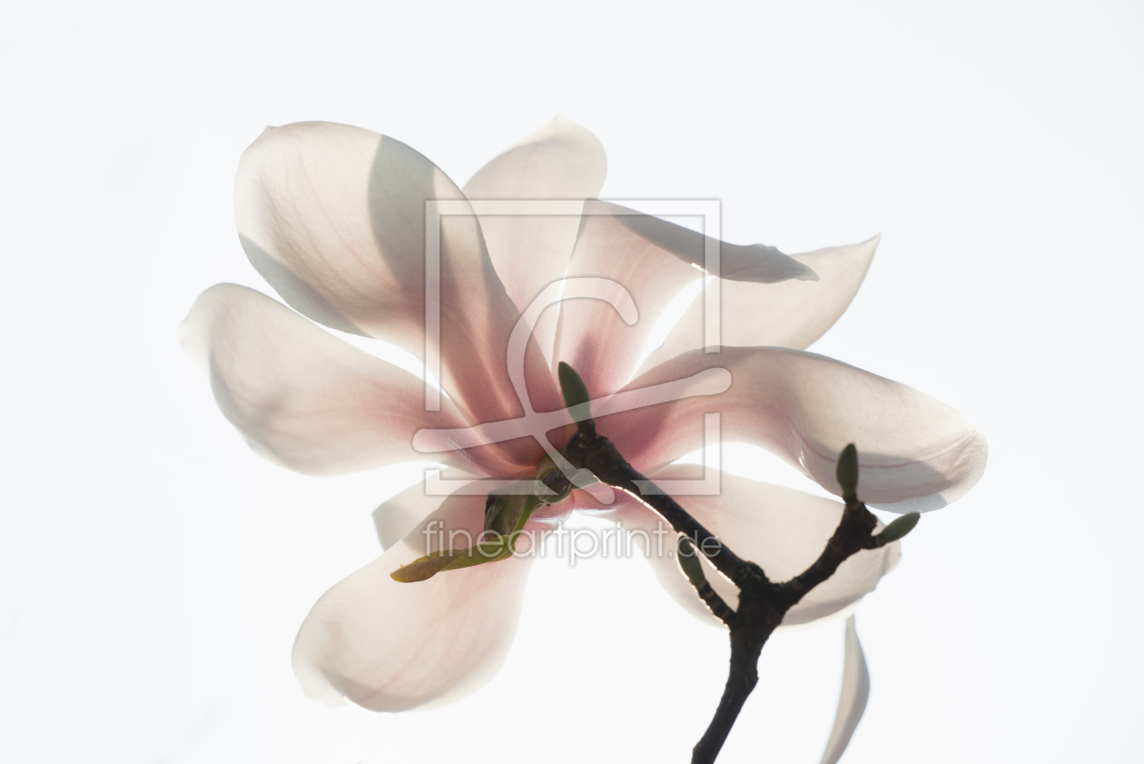 Bild-Nr.: 11205690 Magnolie 2 erstellt von danielschoenen