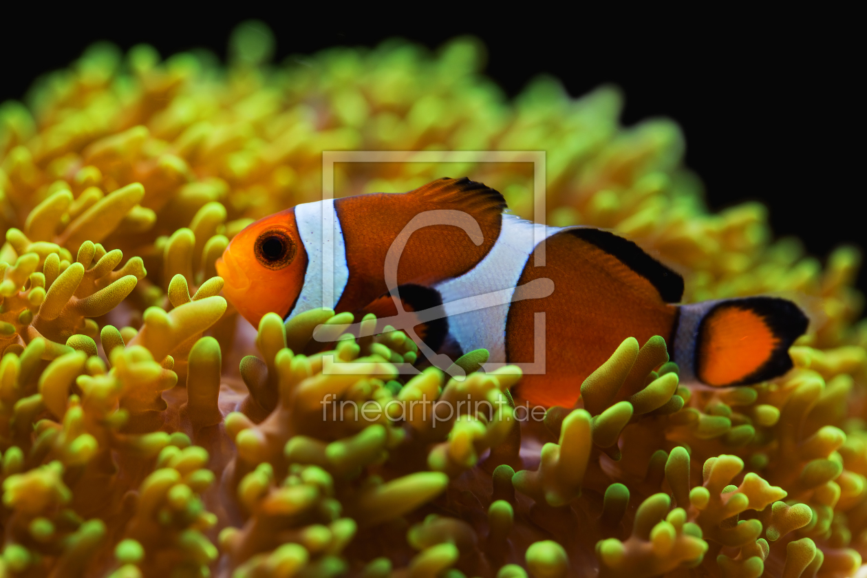 Bild-Nr.: 11205778 Falscher Clownfisch - Amphiprion ocellaris erstellt von Thomas Herzog