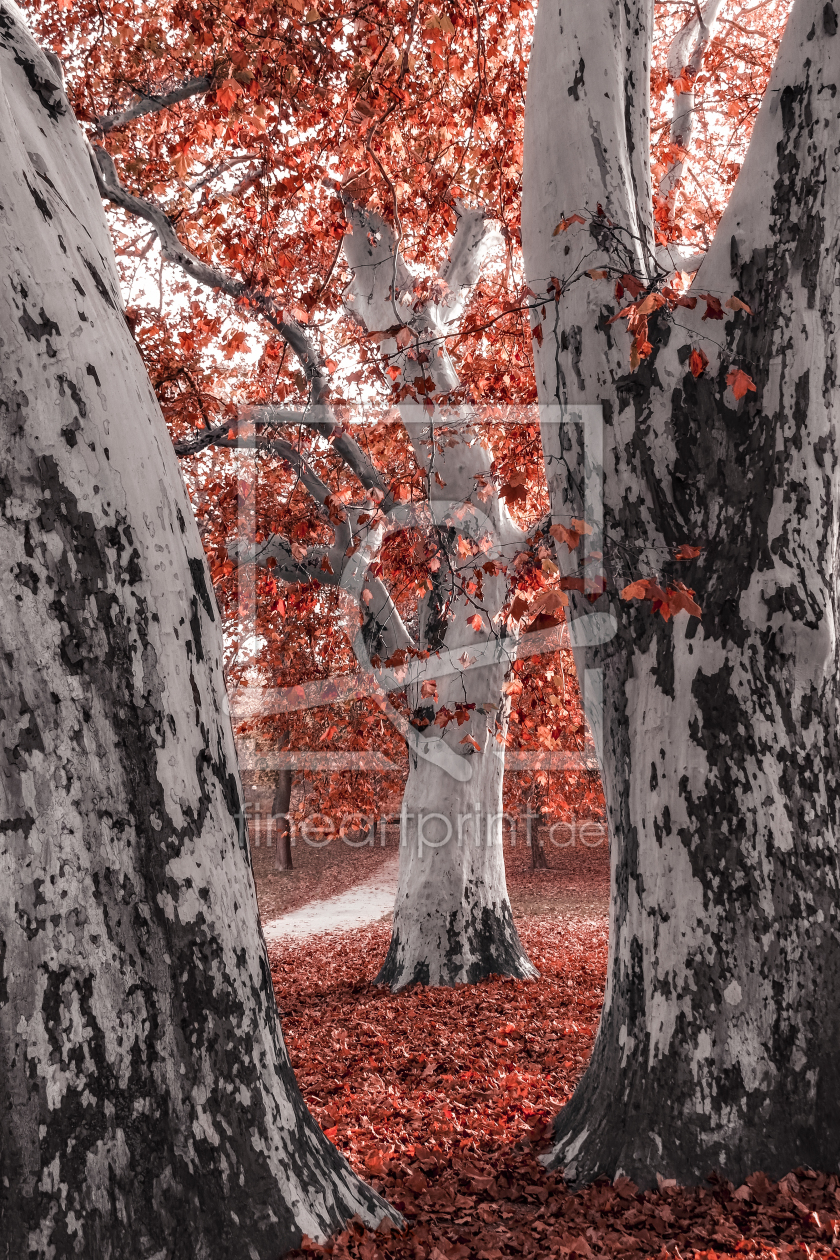 Bild-Nr.: 11205834 Herbst II. erstellt von martend