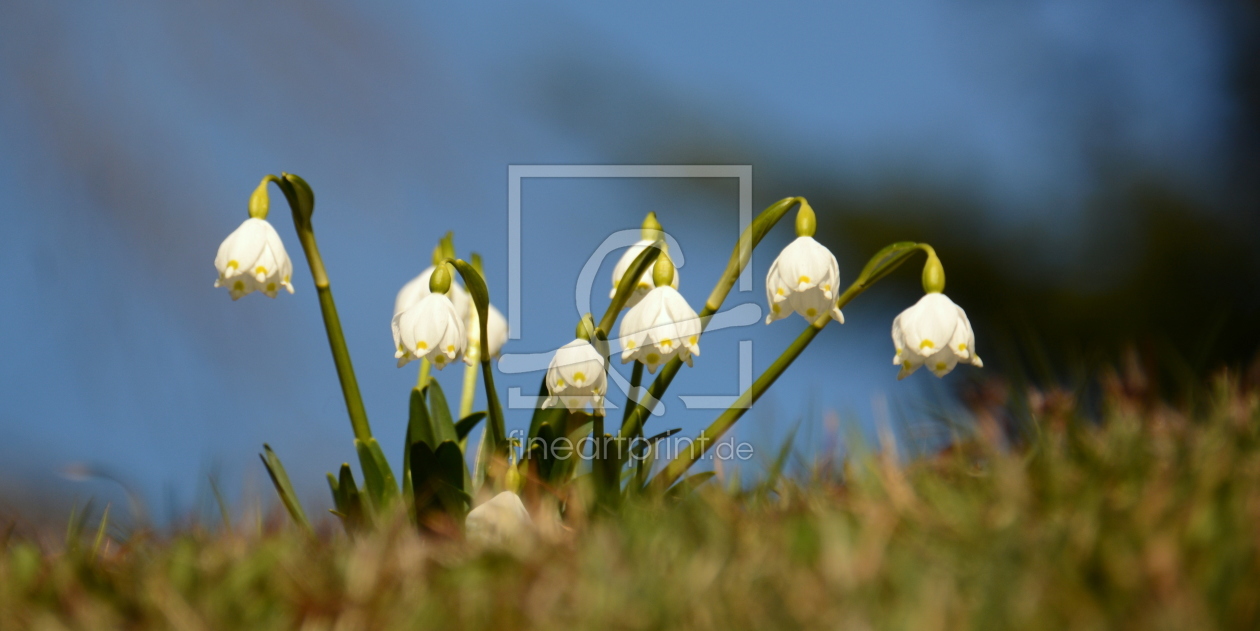 Bild-Nr.: 11206408 Frühlingsknotenblume erstellt von GUGIGEI