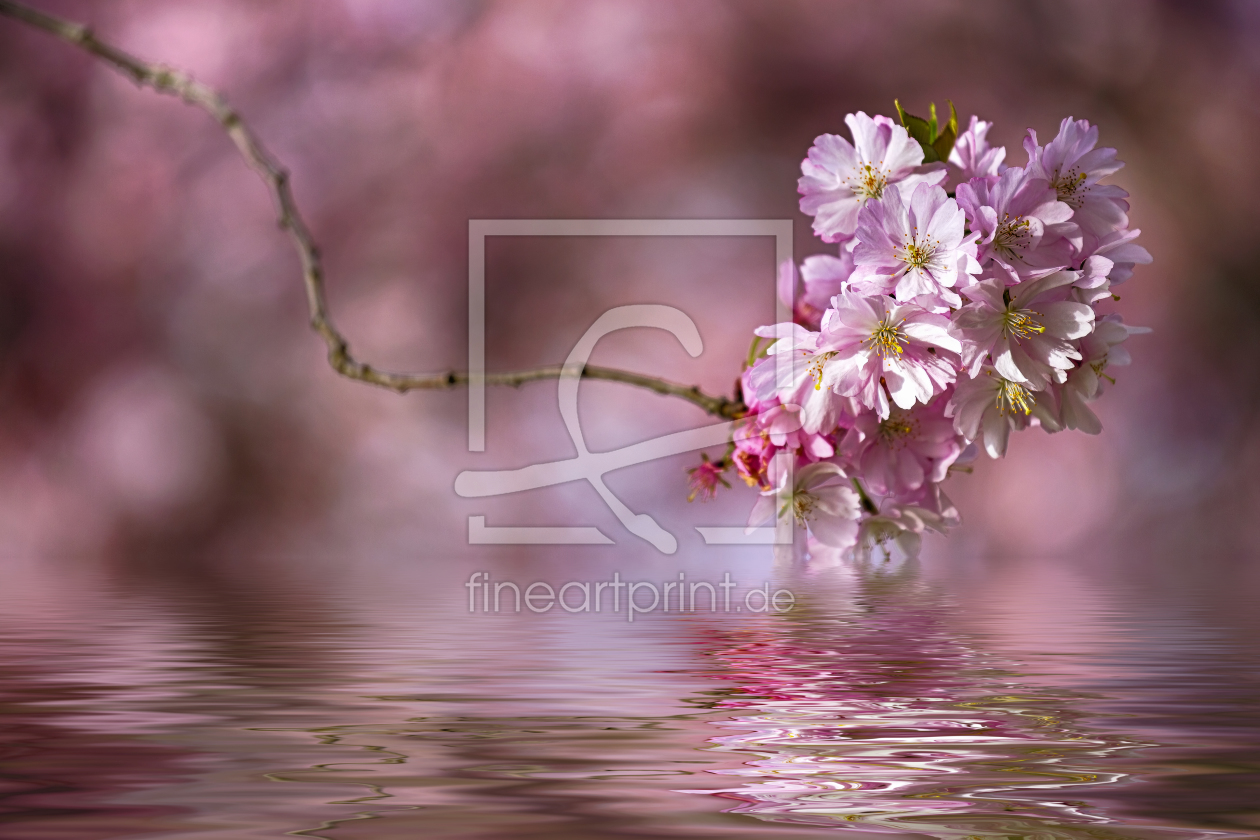 Bild-Nr.: 11207294 Hanami erstellt von 