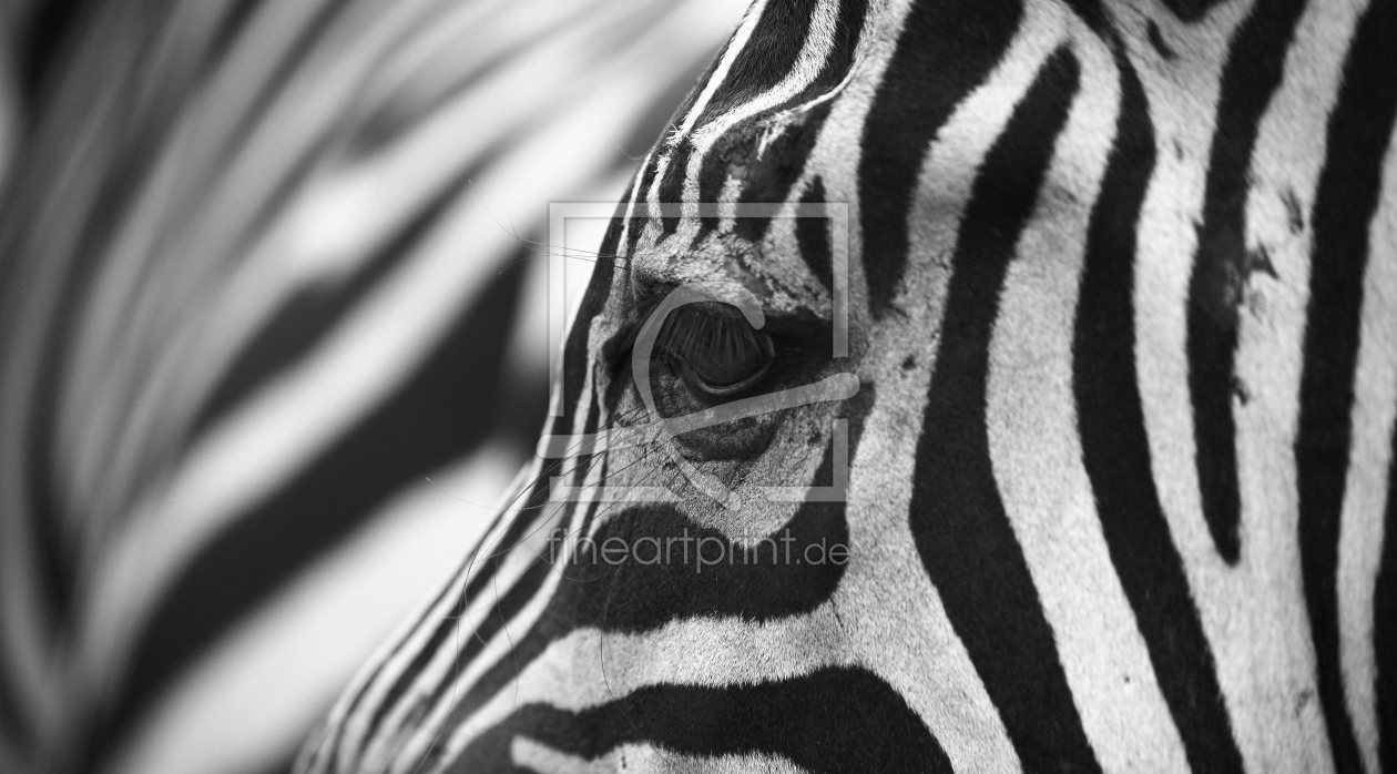 Bild-Nr.: 11207930 Zebras erstellt von Buellom