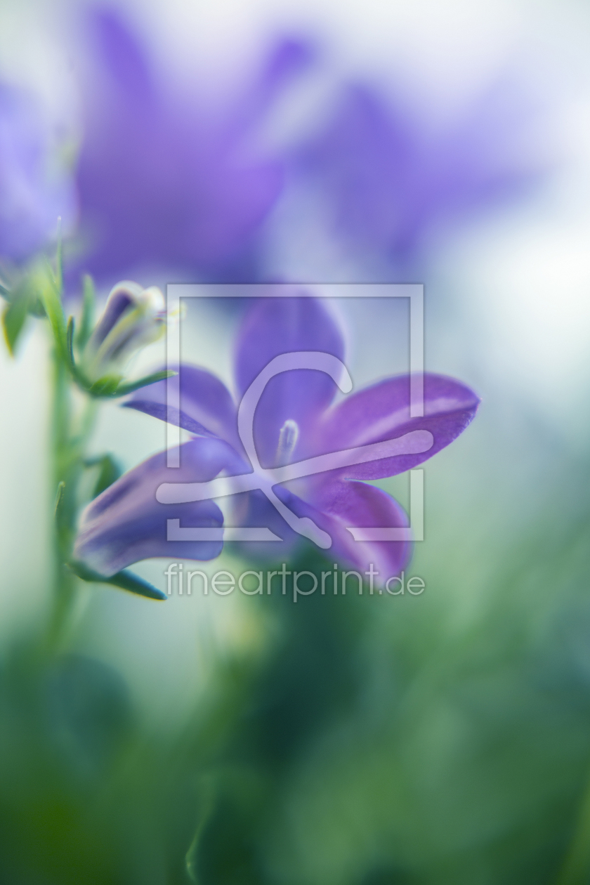 Bild-Nr.: 11208172 Violet. erstellt von Limart