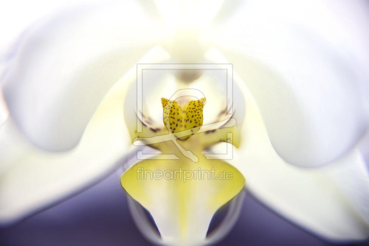 Bild-Nr.: 11208180  Phalaenopsis. erstellt von Limart