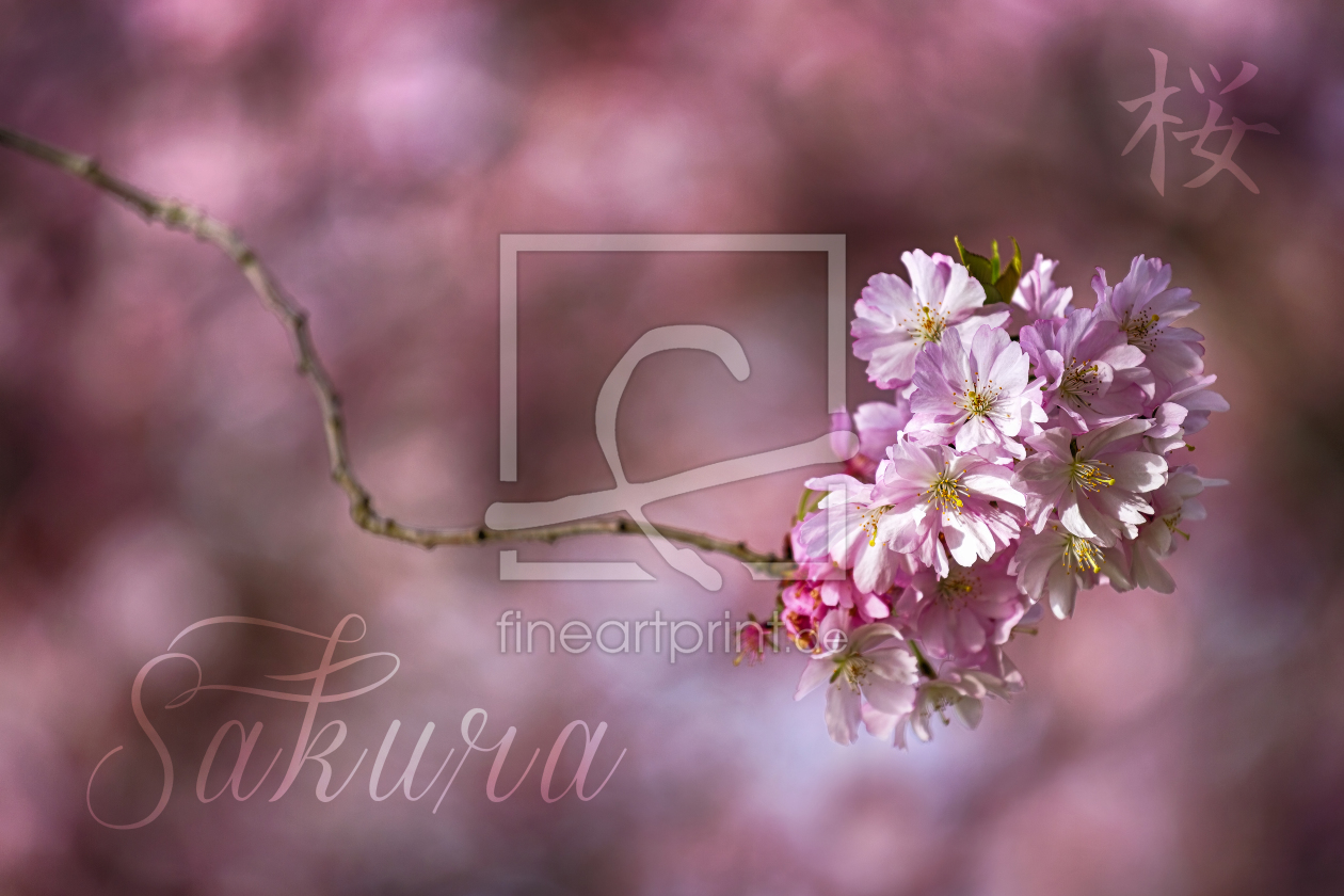 Bild-Nr.: 11208400 Japanische Kirschblüte erstellt von Thomas Herzog