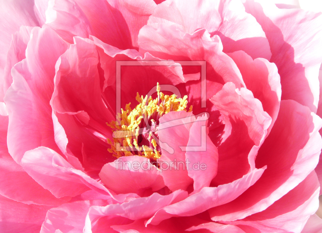 Bild-Nr.: 11208536 Paeonia erstellt von BineM