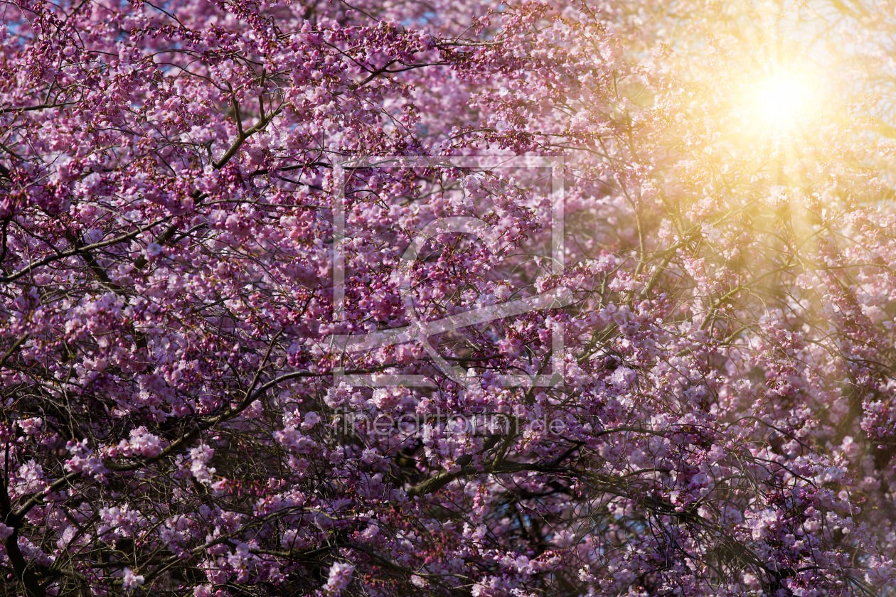 Bild-Nr.: 11208600 Kirschblütensonne erstellt von Thomas Herzog