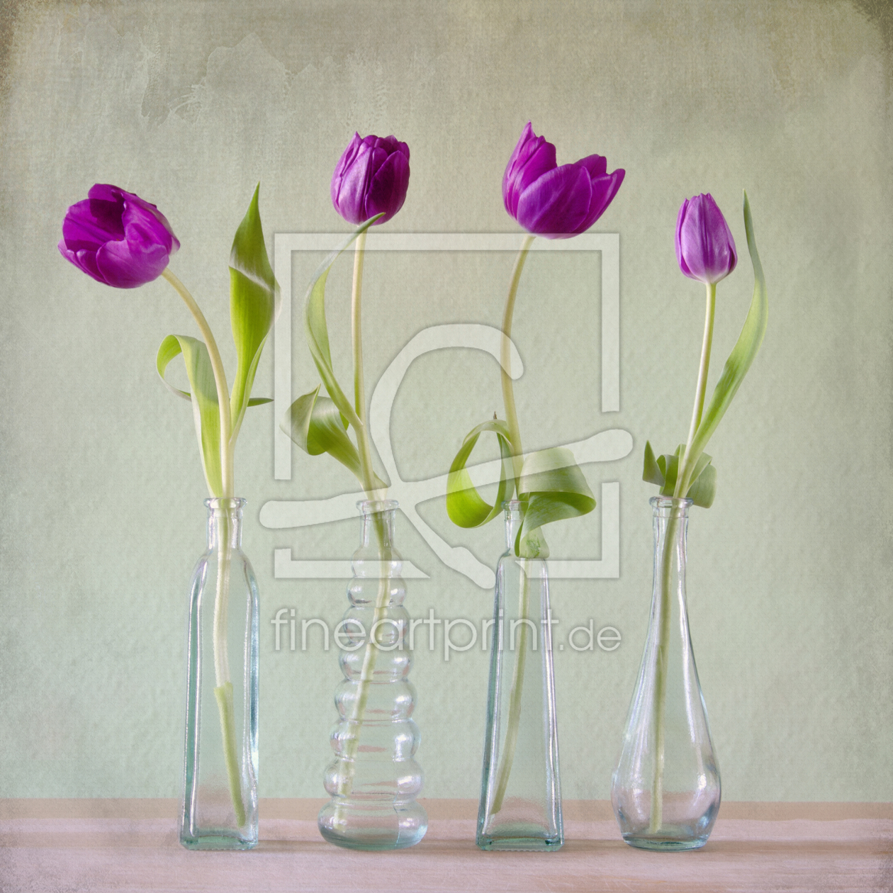 Bild-Nr.: 11209660 Purple Tulips erstellt von Steffen Gierok