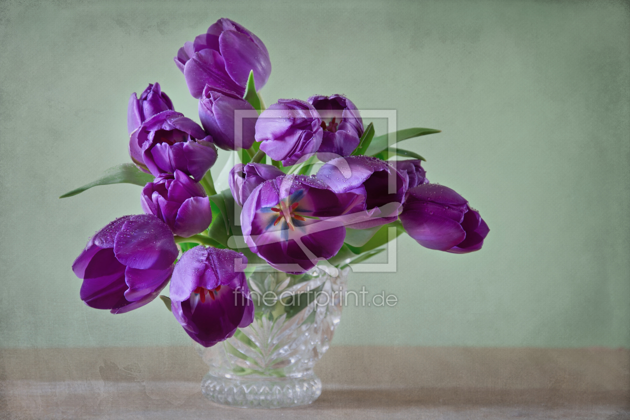 Bild-Nr.: 11209662 Purple Tulips erstellt von Steffen Gierok