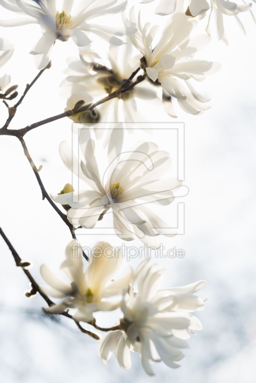 Bild-Nr.: 11209728 Magnolie 7 erstellt von danielschoenen