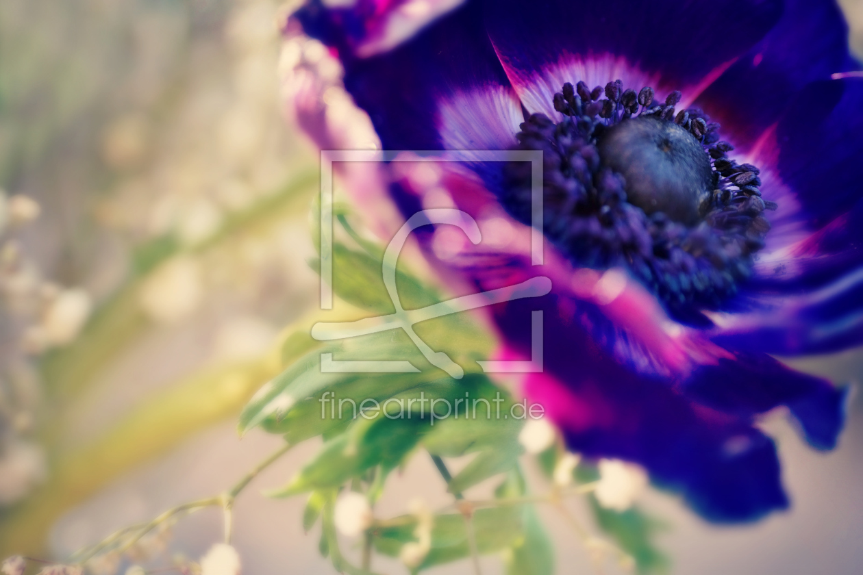 Bild-Nr.: 11211138 Anemone erstellt von Julia Delgado