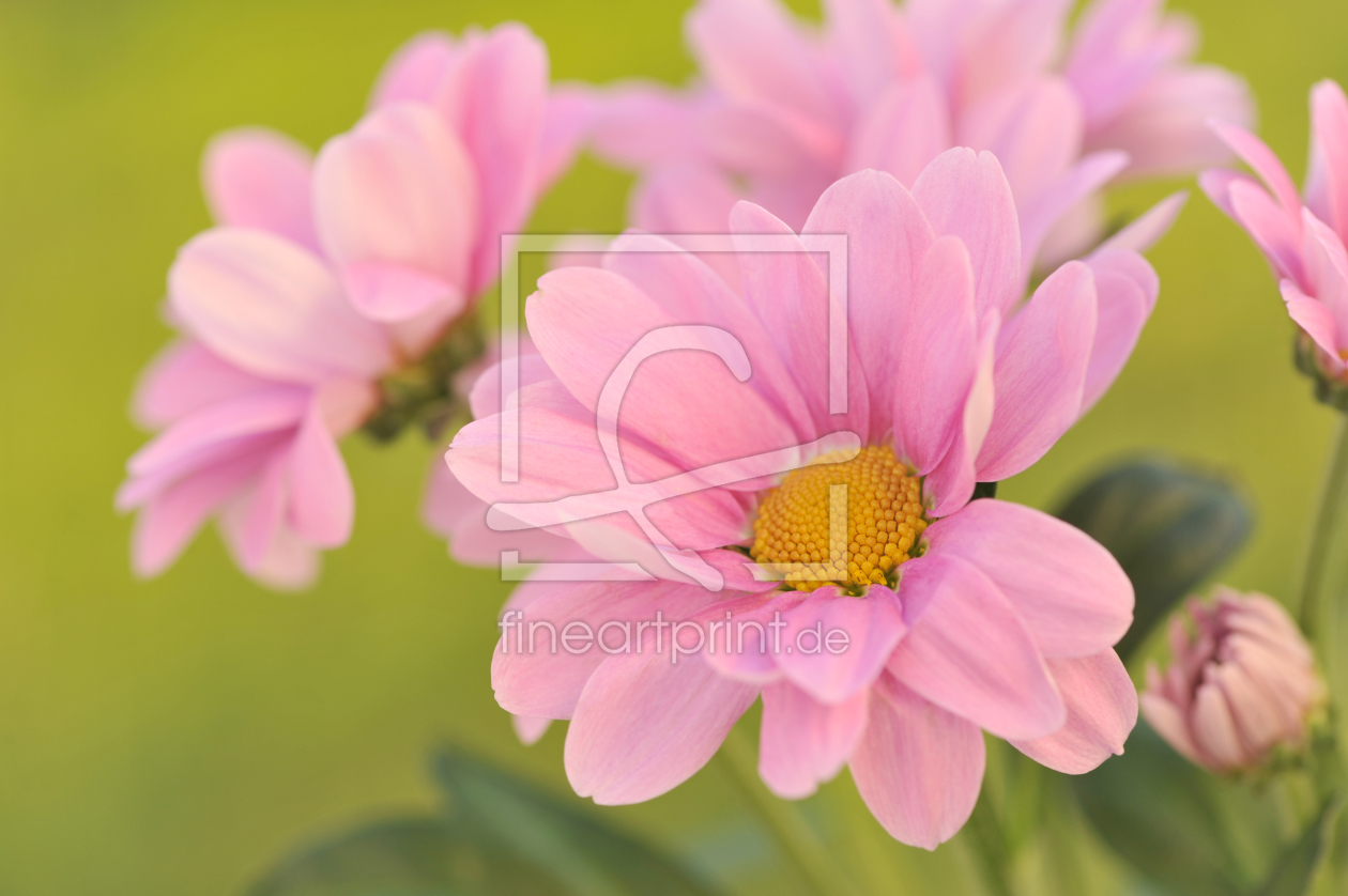 Bild-Nr.: 11212800 Flowering pink chrysanthemums erstellt von O-Dobryanska