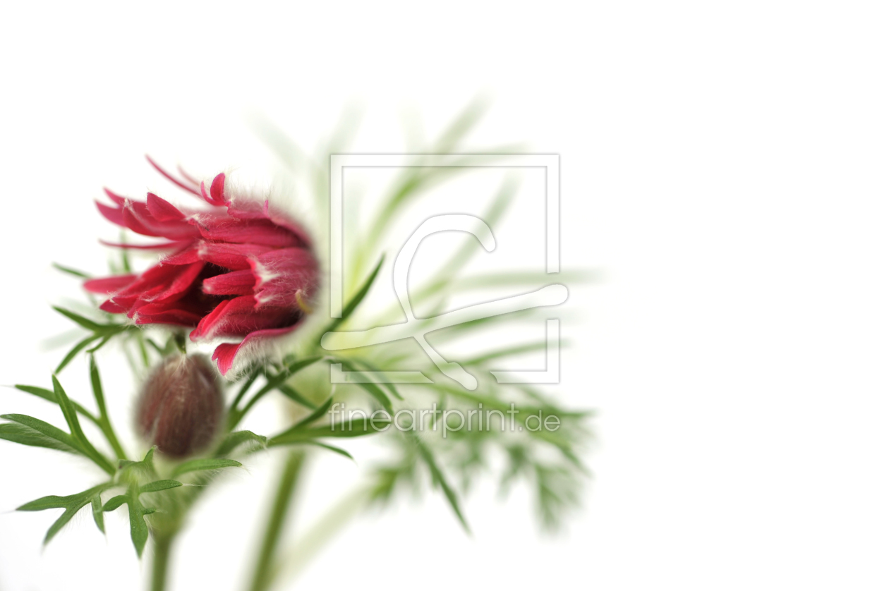 Bild-Nr.: 11212818 Flowers of Pasque on white background erstellt von O-Dobryanska