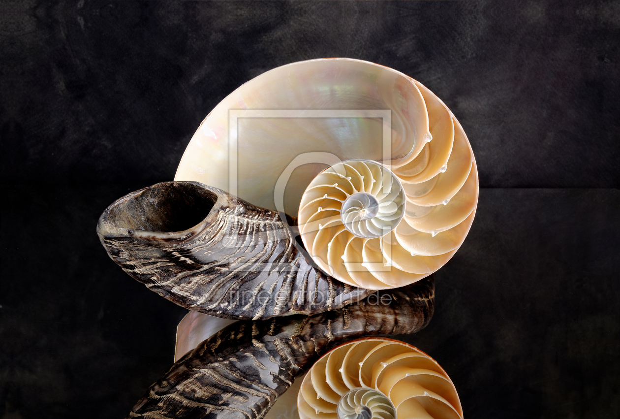 Bild-Nr.: 11212876 Nautilus auf Horn erstellt von Rolf Eschbach