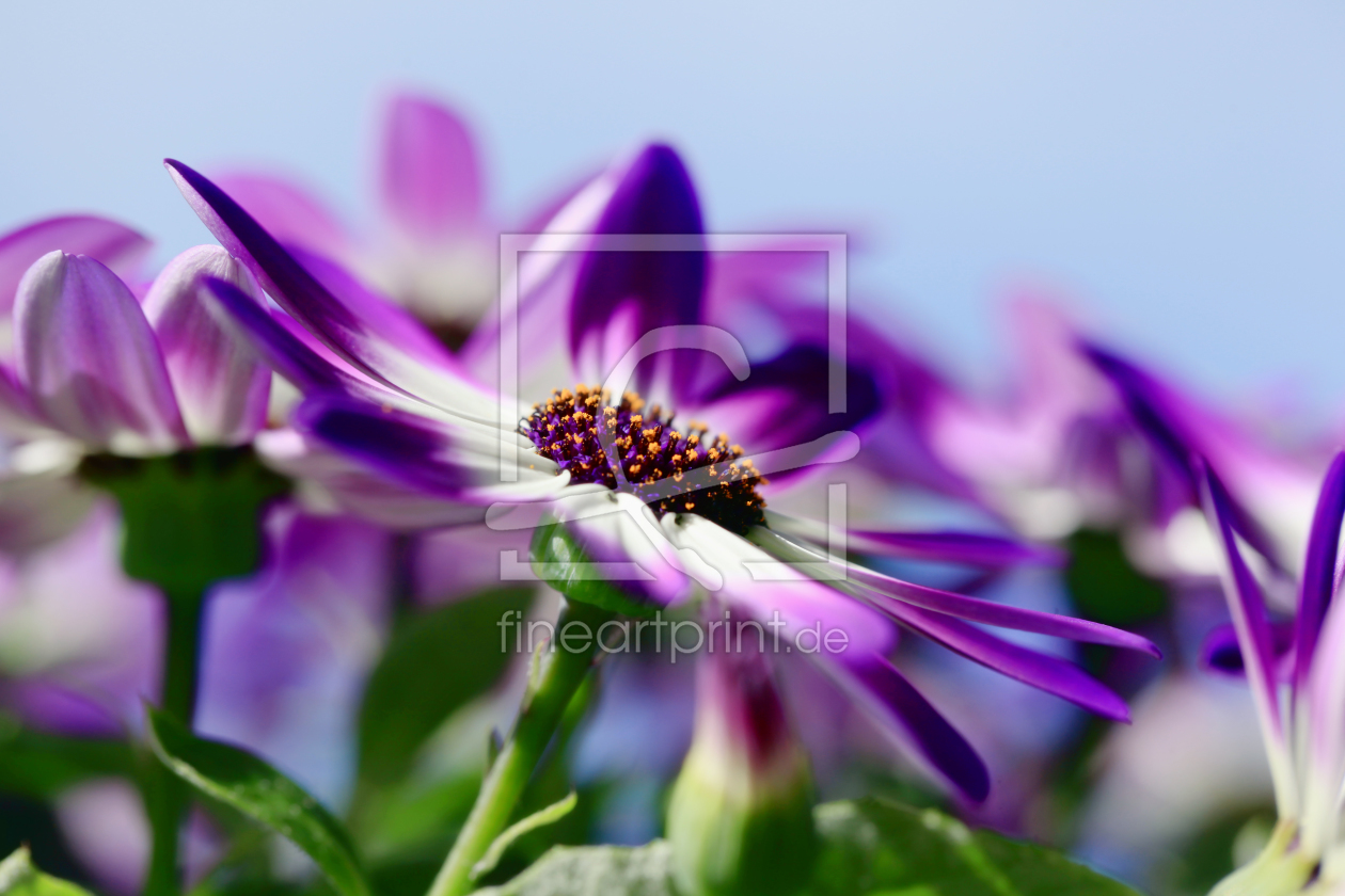 Bild-Nr.: 11212972 Asteracea Senecio c.Senetti erstellt von Renate Knapp