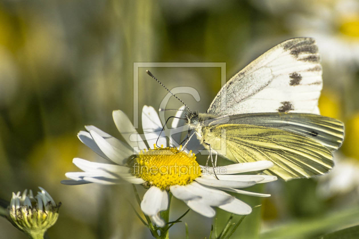 Bild-Nr.: 11213434 Großer Kohlweißling auf Kamillenblüte erstellt von webnaturfoto