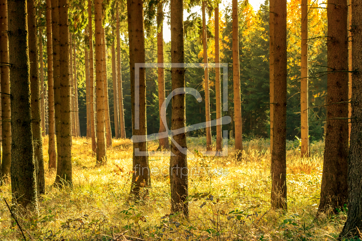 Bild-Nr.: 11213518 Wälder im Herbst erstellt von Oliver Henze