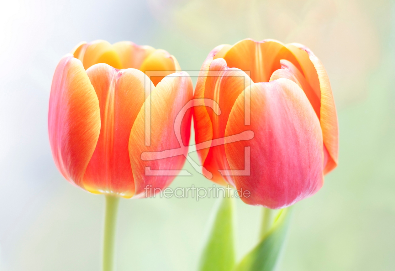 Bild-Nr.: 11213554 Tulpen erstellt von Elvira Seiler