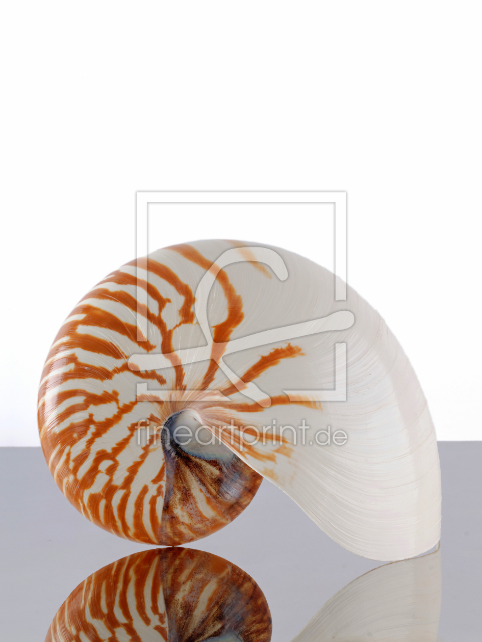 Bild-Nr.: 11213696 Nautilus erstellt von Rolf Eschbach