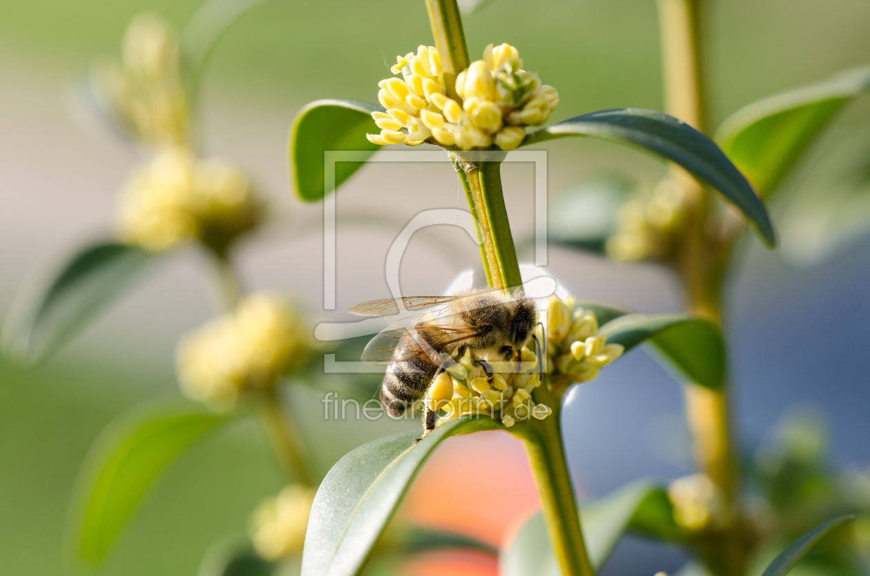 Bild-Nr.: 11214184 Biene erstellt von BineHa