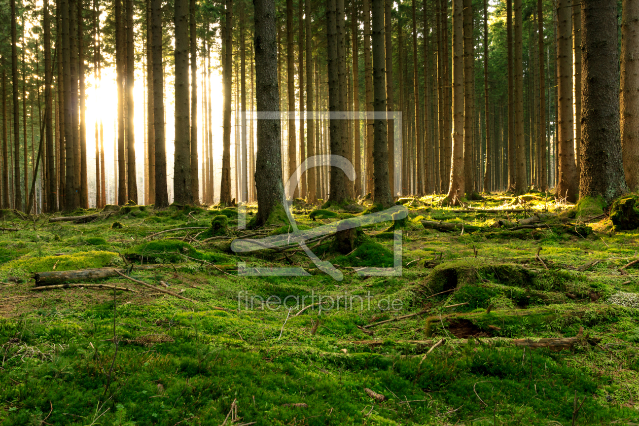 Bild-Nr.: 11214348 Lichtblick erstellt von Oliver Henze