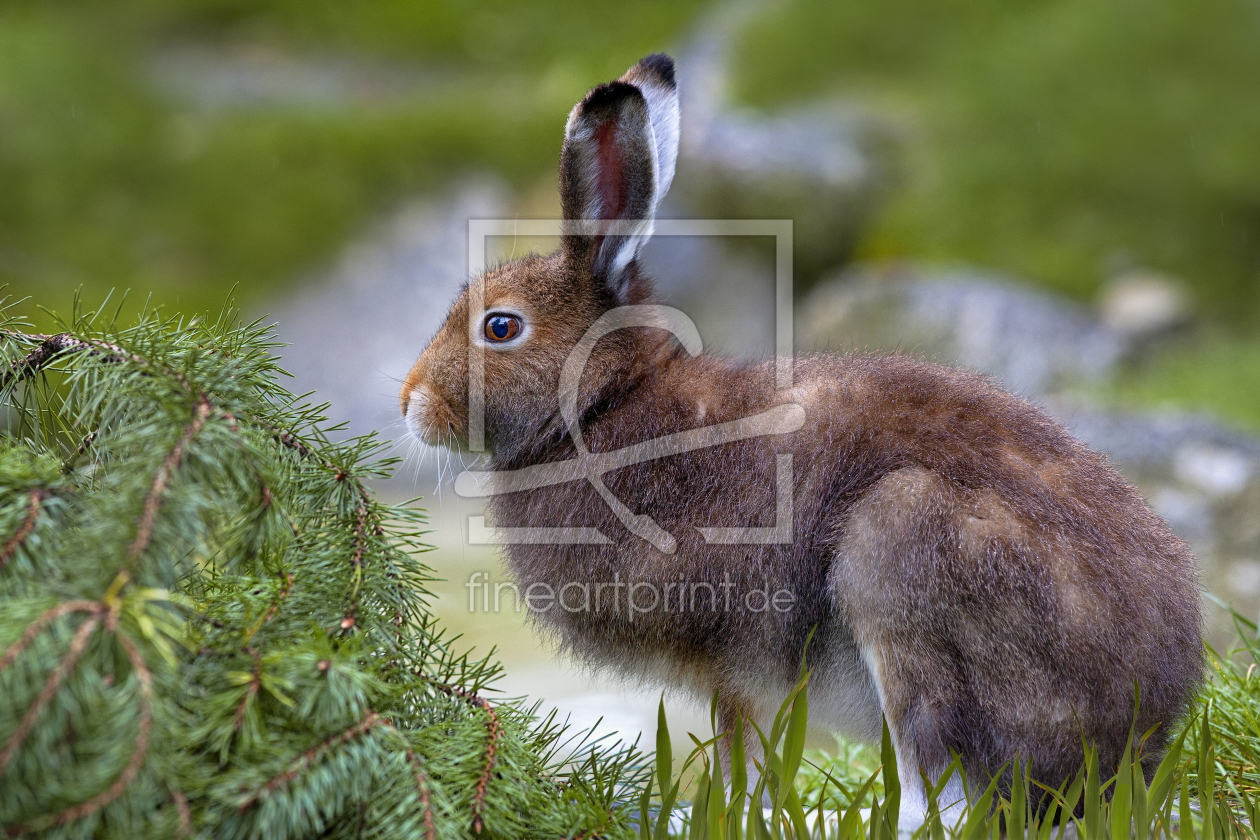 Bild-Nr.: 11214920 Hasi erstellt von 