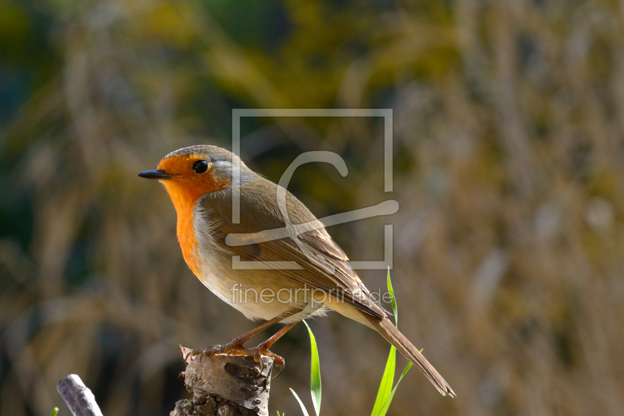 Bild-Nr.: 11215300 Rotkehlchen 1 erstellt von Richard-Young