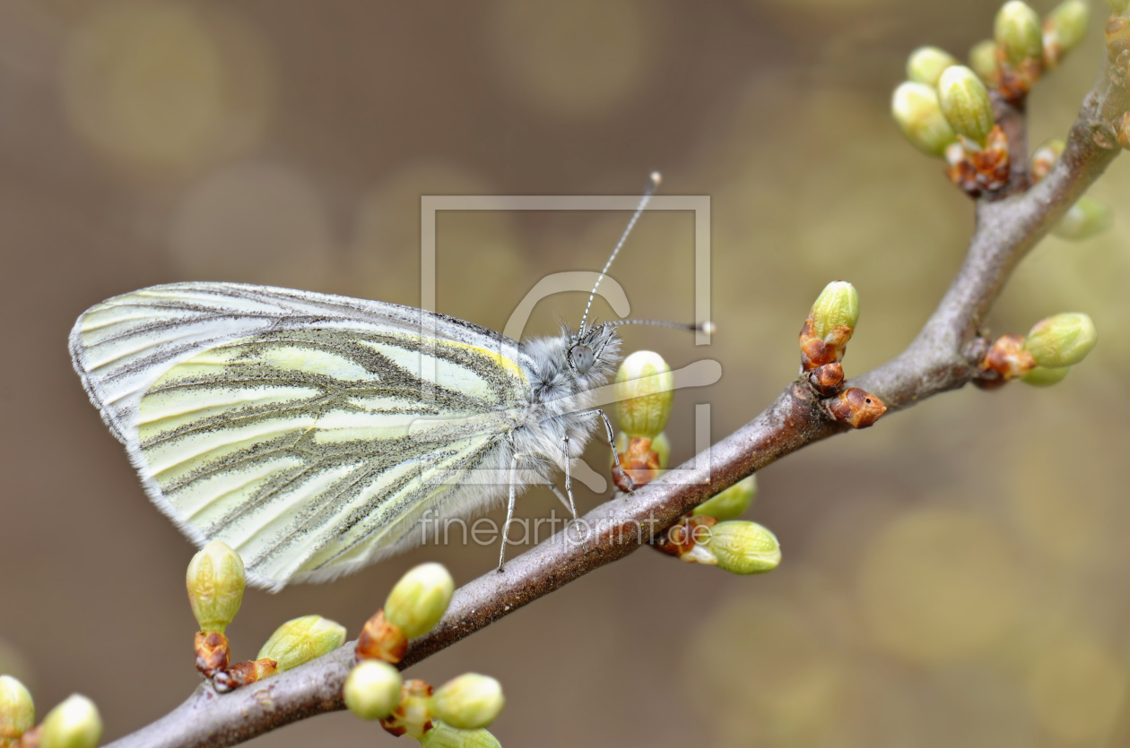 Bild-Nr.: 11215382 Frühling erstellt von Atteloi