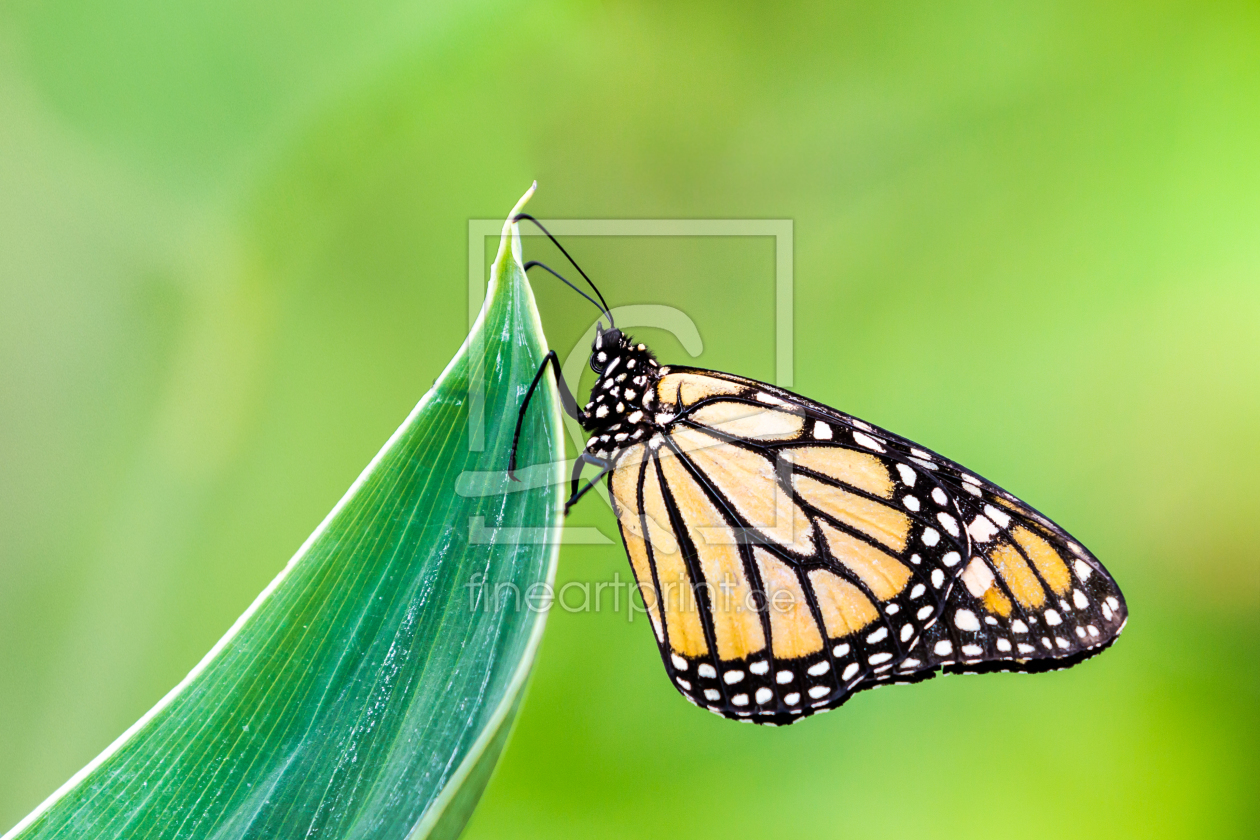 Bild-Nr.: 11215468 Idea Leuconoe Schmetterling erstellt von DG-PHOTOGRAPHY