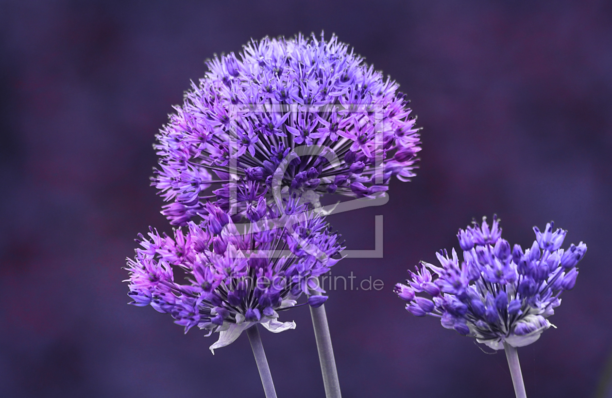 Bild-Nr.: 11215556 Zierlauch Allium caeruleum erstellt von Renate Knapp