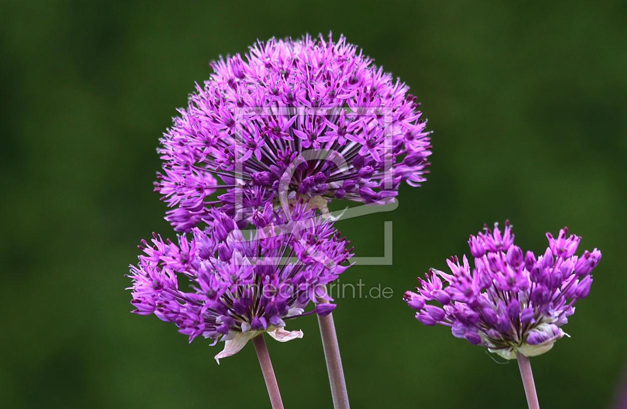 Bild-Nr.: 11216354 Zierlauch Allium caeruleum erstellt von Renate Knapp