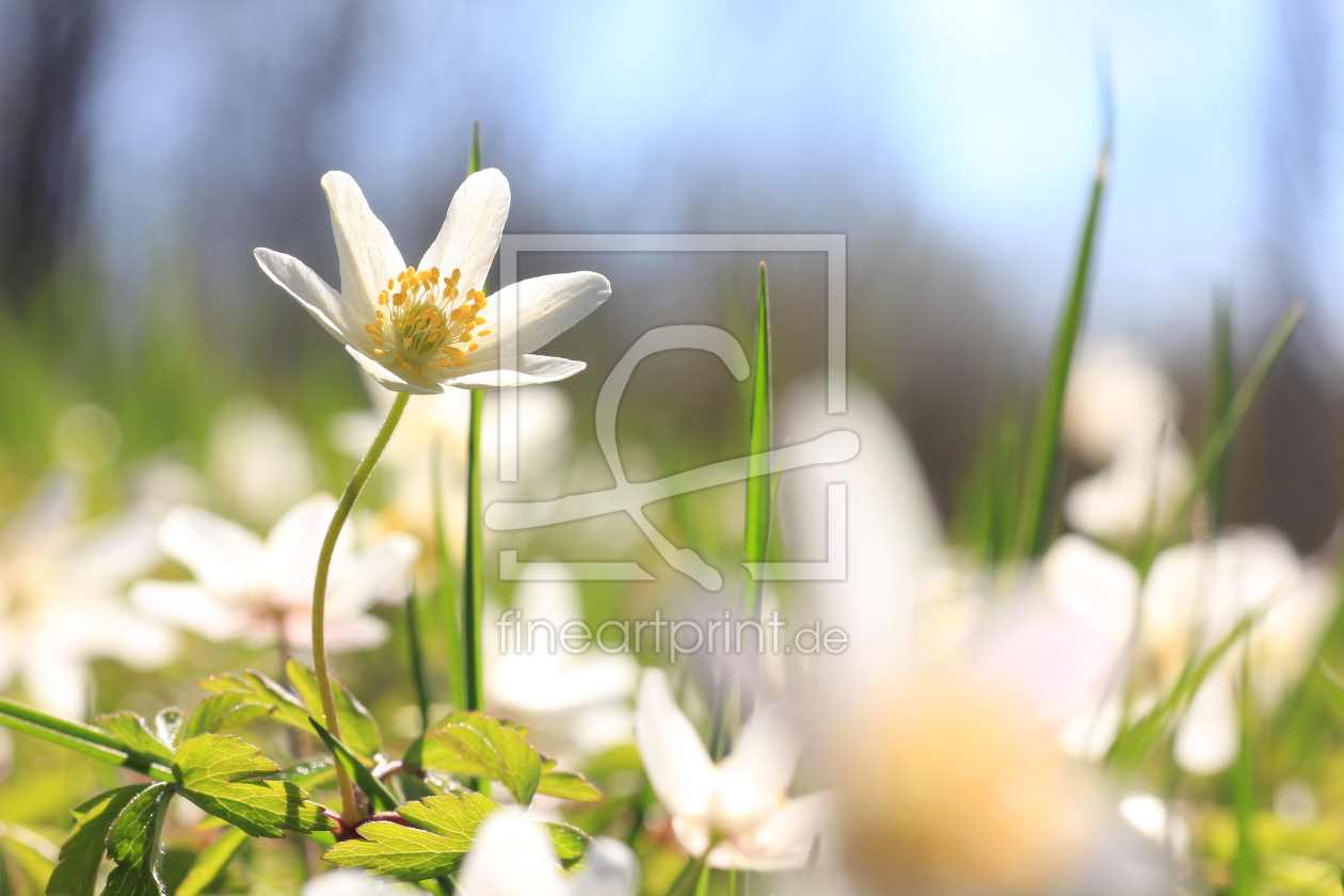 Bild-Nr.: 11217278 zartes Frühlingsblümchen erstellt von SusaZoom