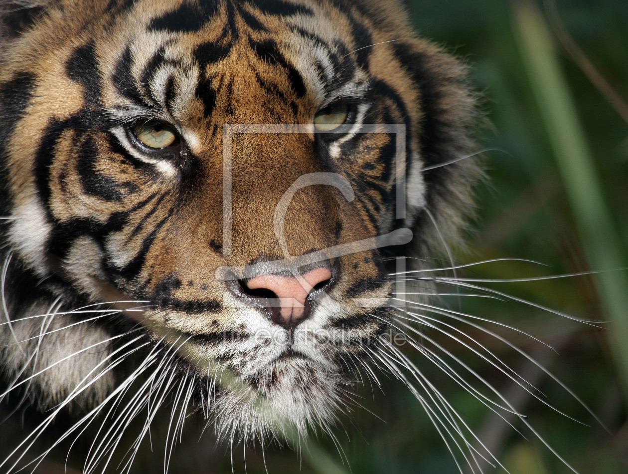 Bild-Nr.: 11217398 TigerPortrait erstellt von Boersenfuchs