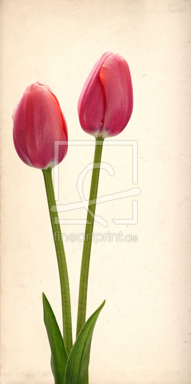 Bild-Nr.: 11218056 tulips erstellt von Rolf Eschbach