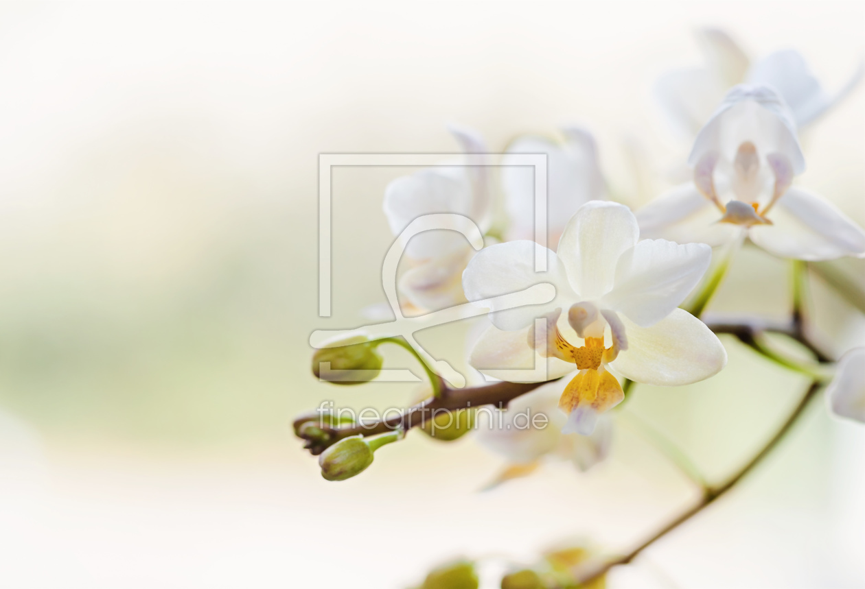Bild-Nr.: 11218072 orchidee erstellt von aliasemma