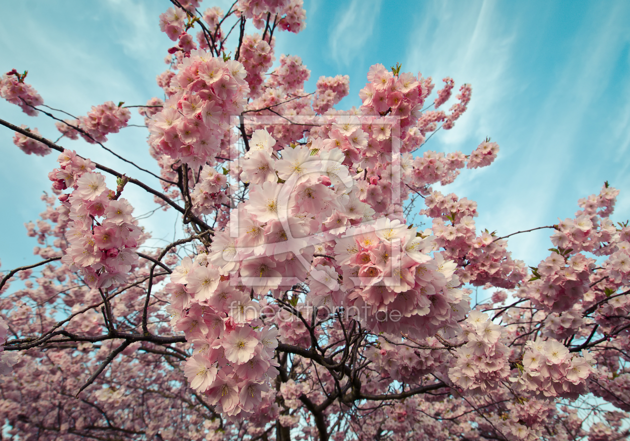 Bild-Nr.: 11218274 Sakura Spring erstellt von Steffen Gierok