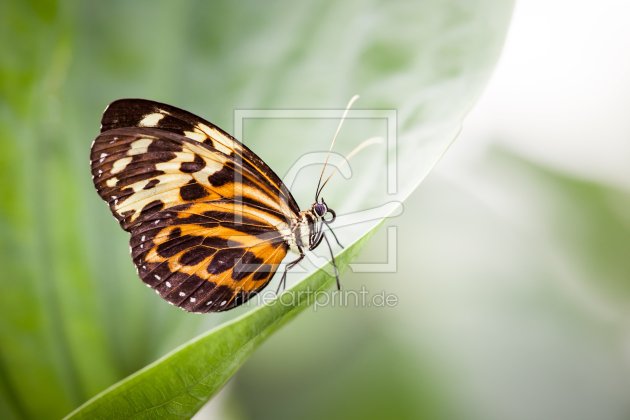 Bild-Nr.: 11218338 Schmetterling erstellt von Markus Gann
